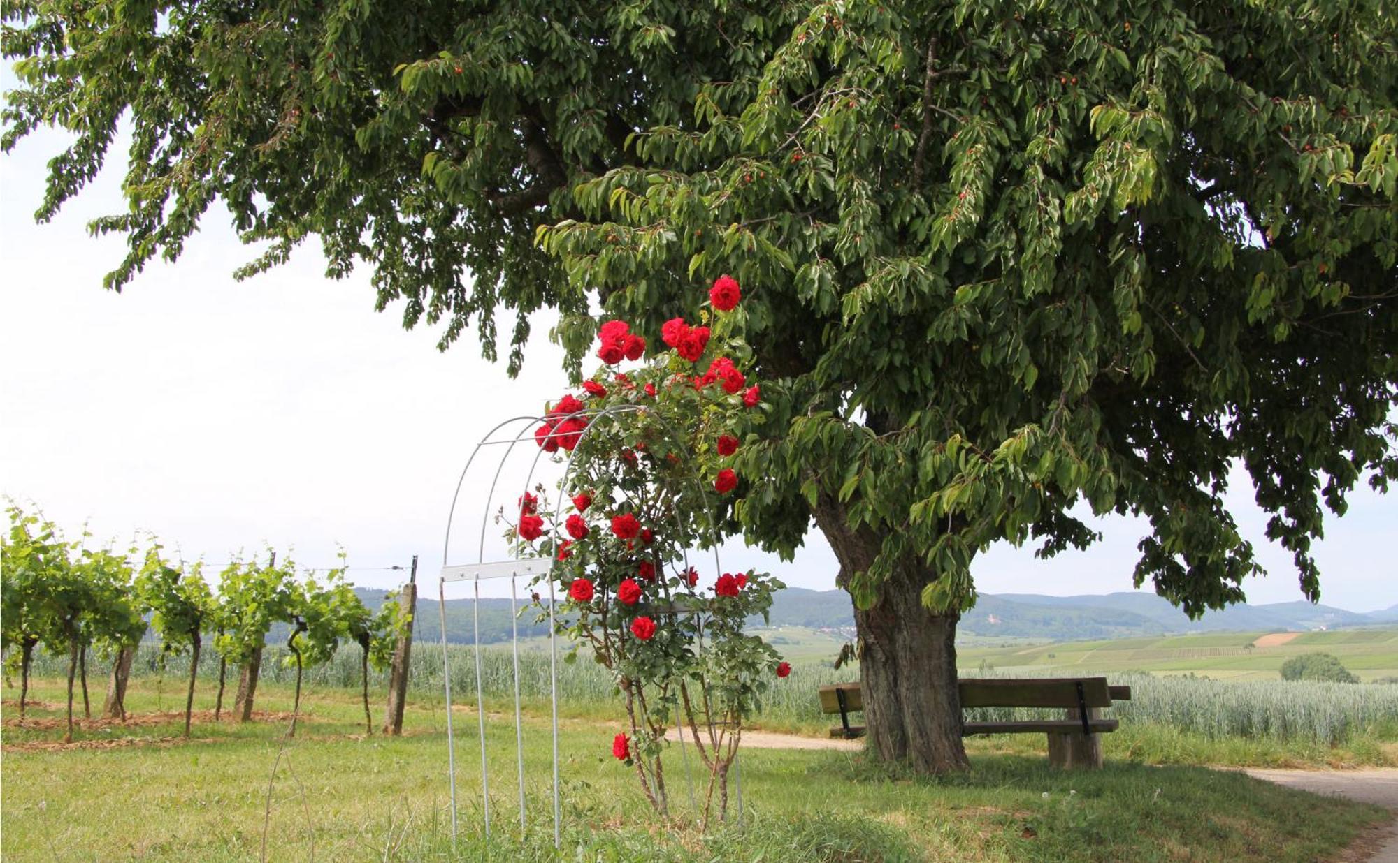 No.31 B&B Im Rosengarten Kapellen-Drusweiler Dış mekan fotoğraf